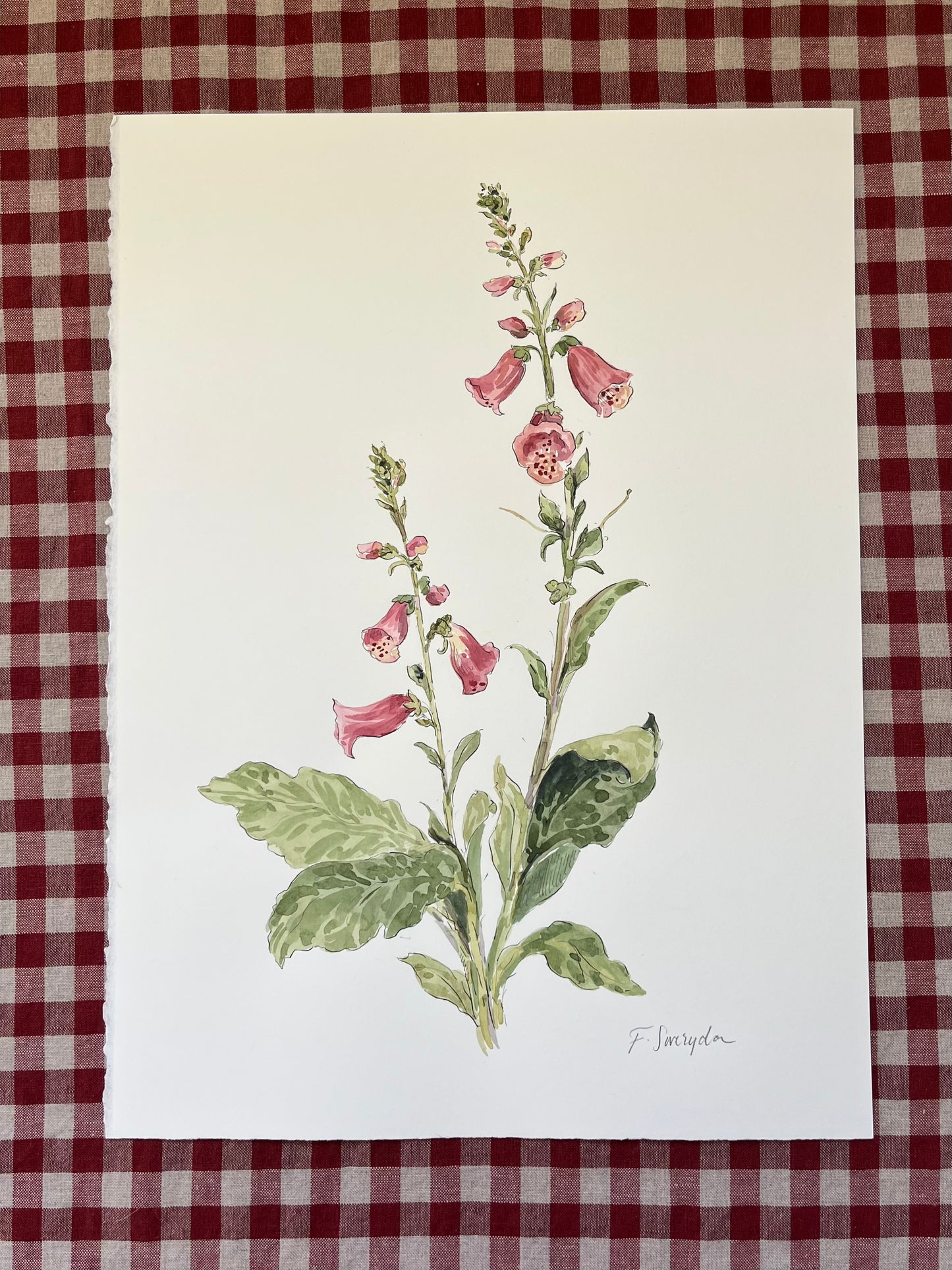Foxgloves Digitalis Large