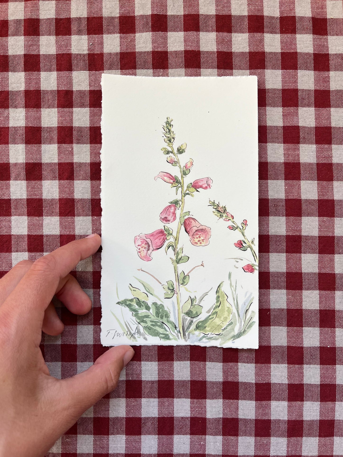 Foxglove Digitalis Small