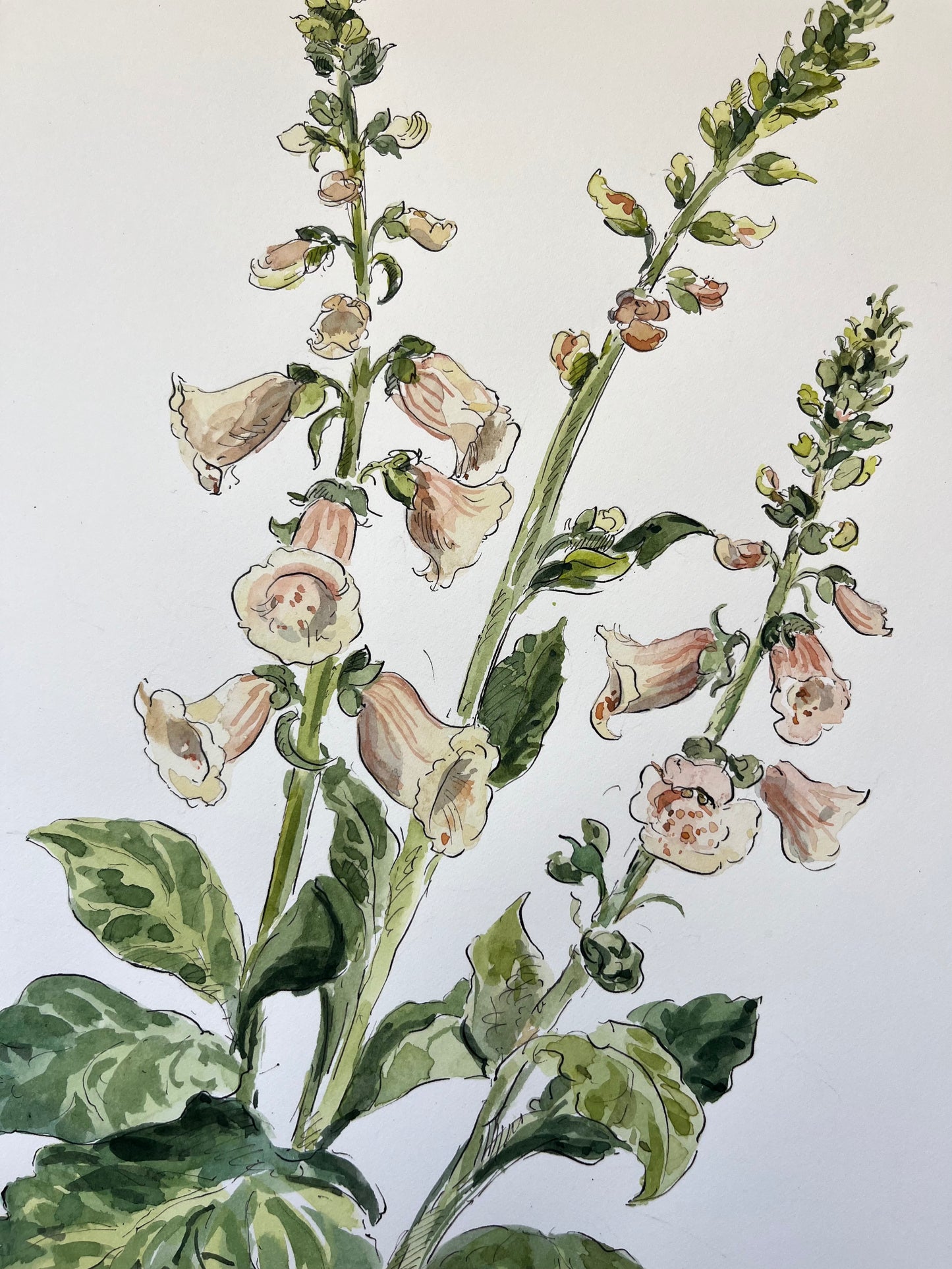 Foxgloves Apricot Large