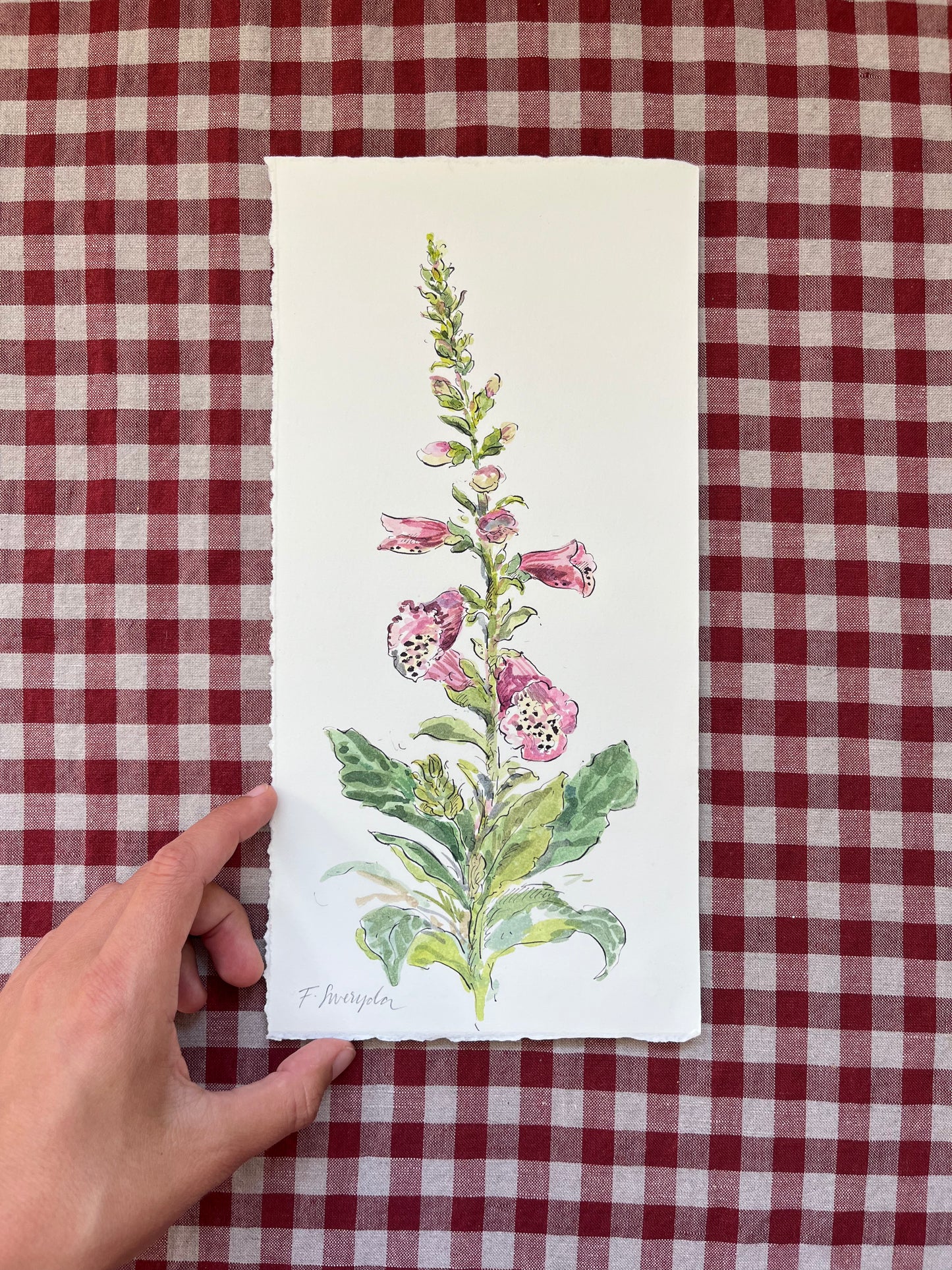 Foxglove Digitalis Tall
