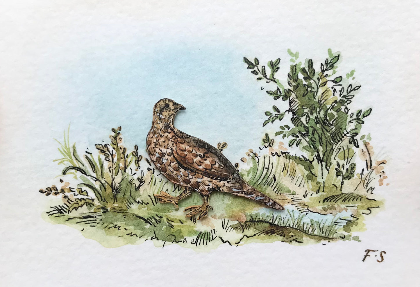 Grouse