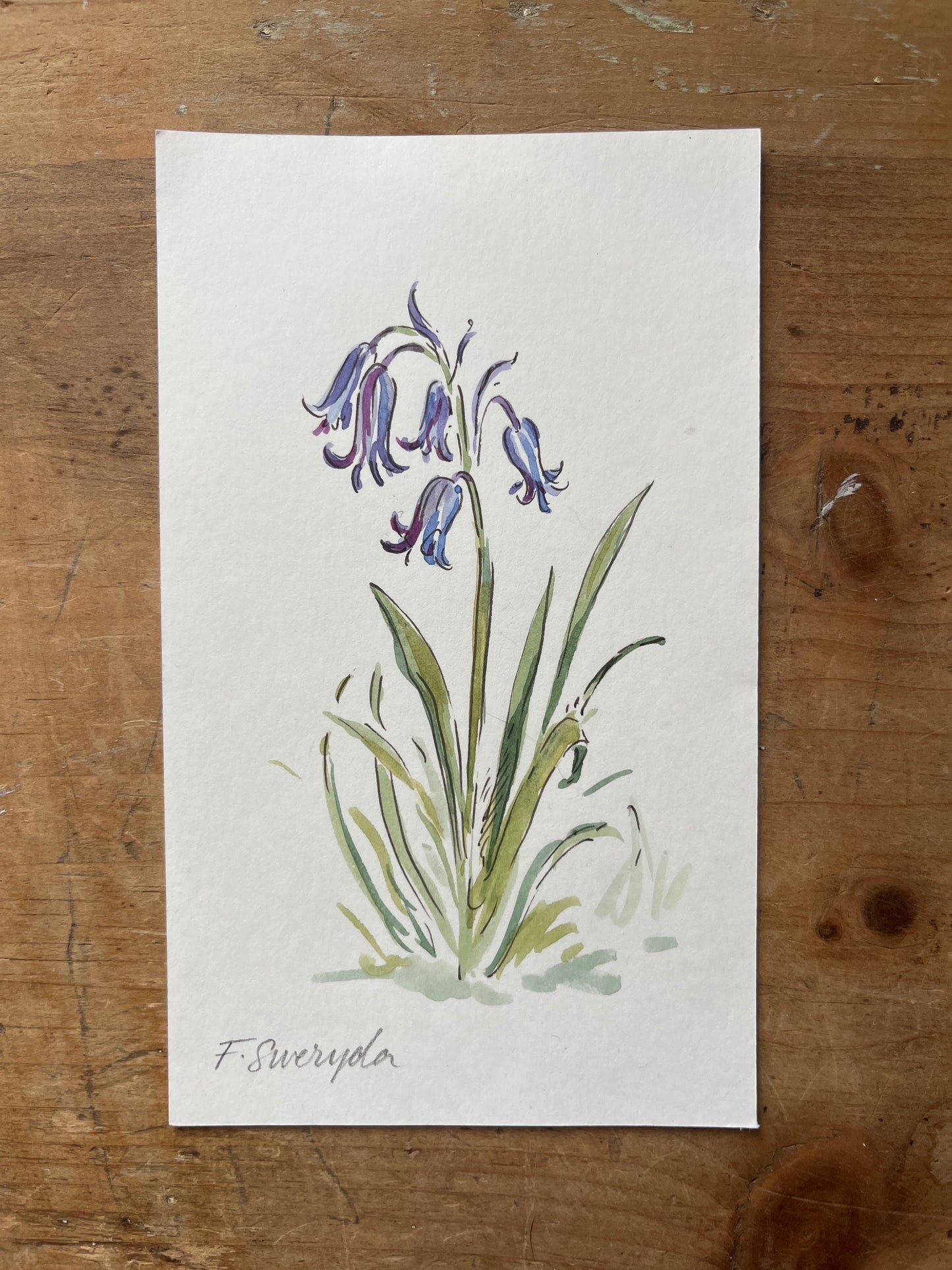 Bluebell