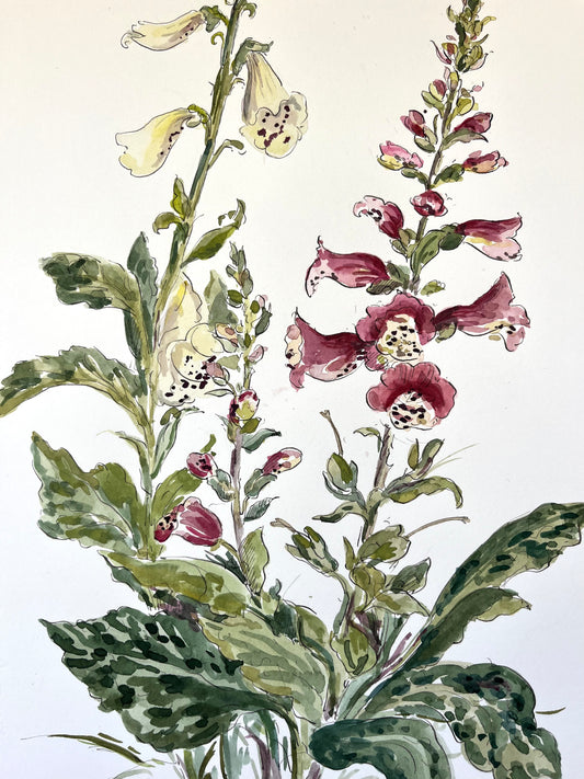 Foxgloves Mixed Large