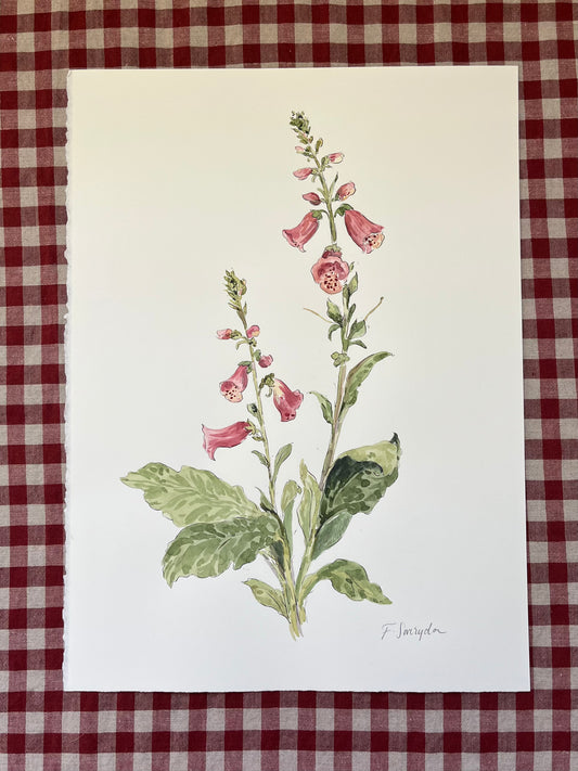 Foxgloves Digitalis Large