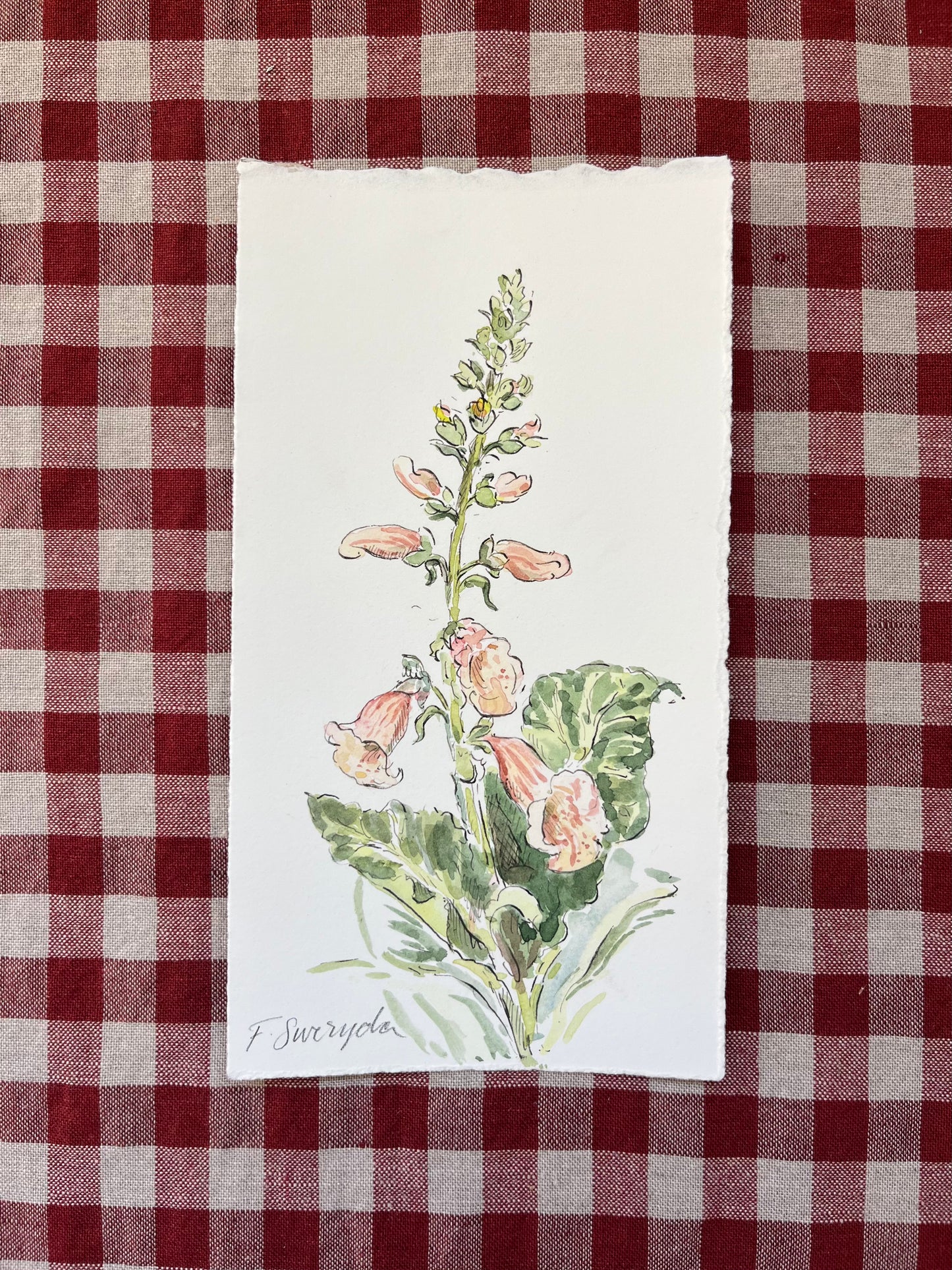 Foxglove Apricot Small