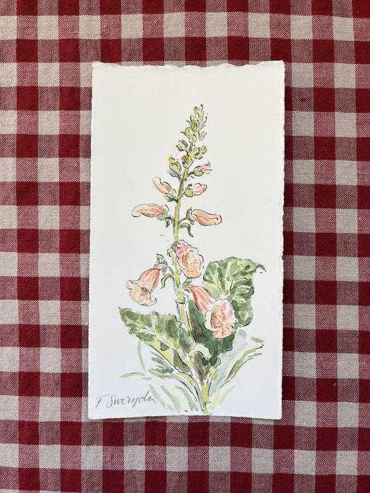 Foxglove Apricot Small