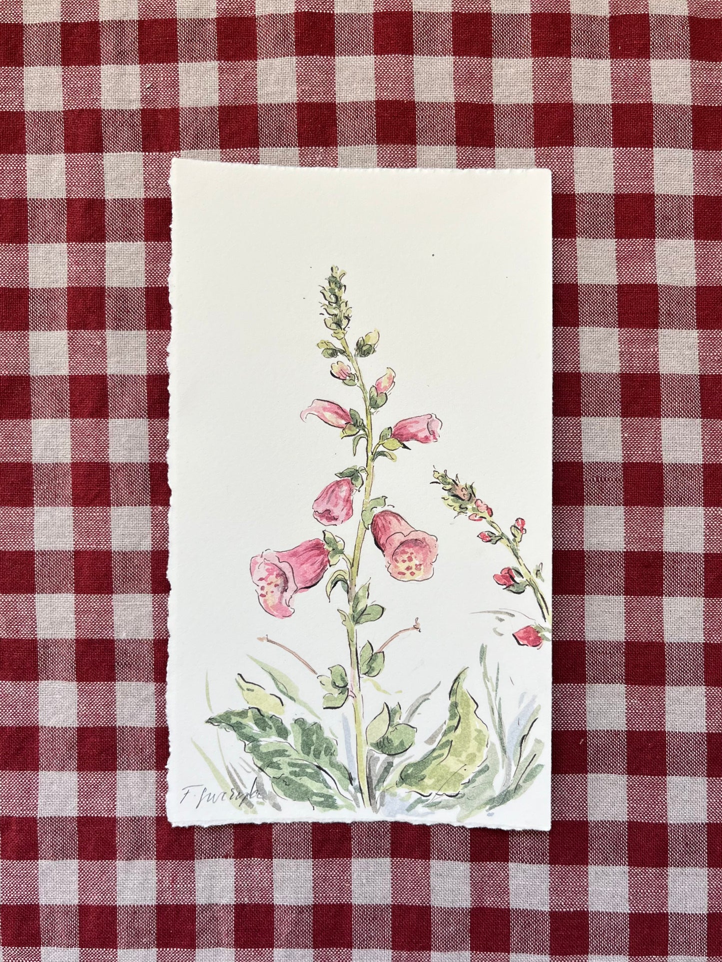 Foxglove Digitalis Small