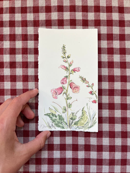 Foxglove Digitalis Small