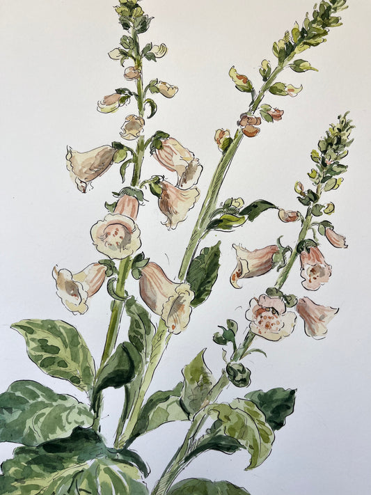 Foxgloves Apricot Large