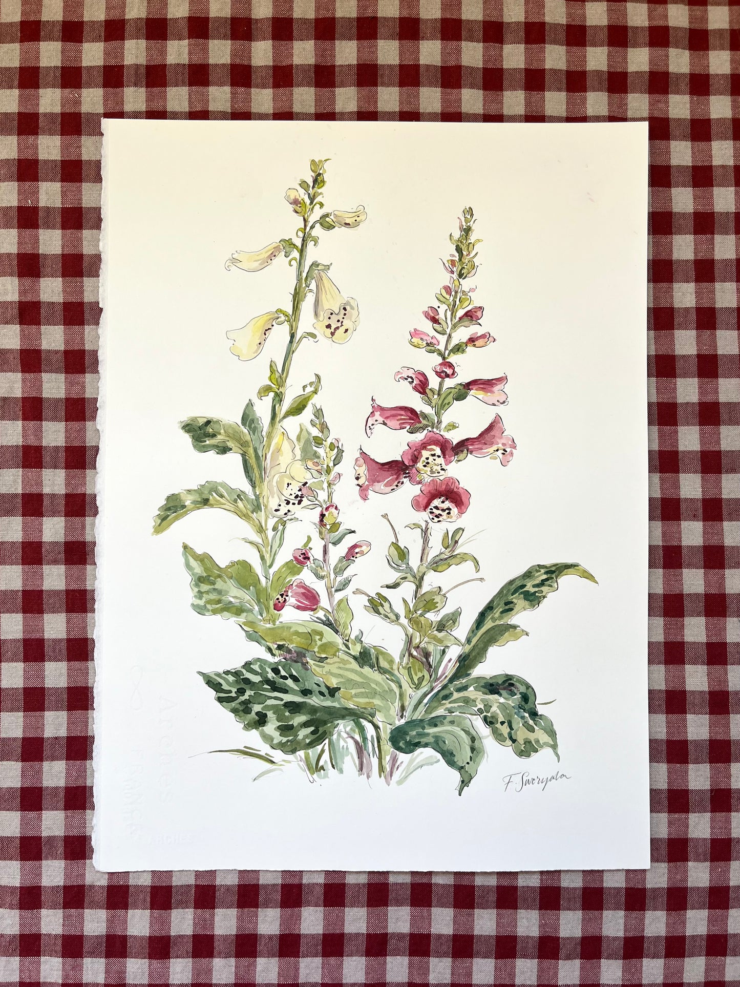 Foxgloves Mixed Large