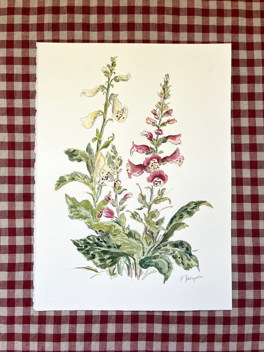Foxgloves Mixed Large