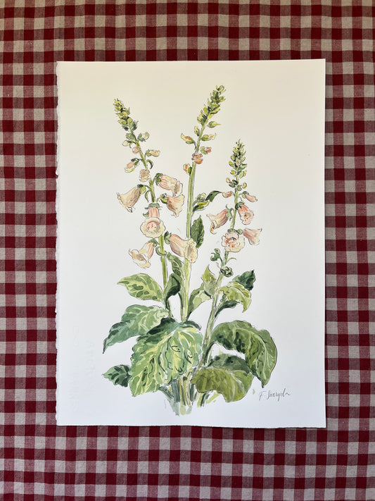 Foxgloves Apricot Large