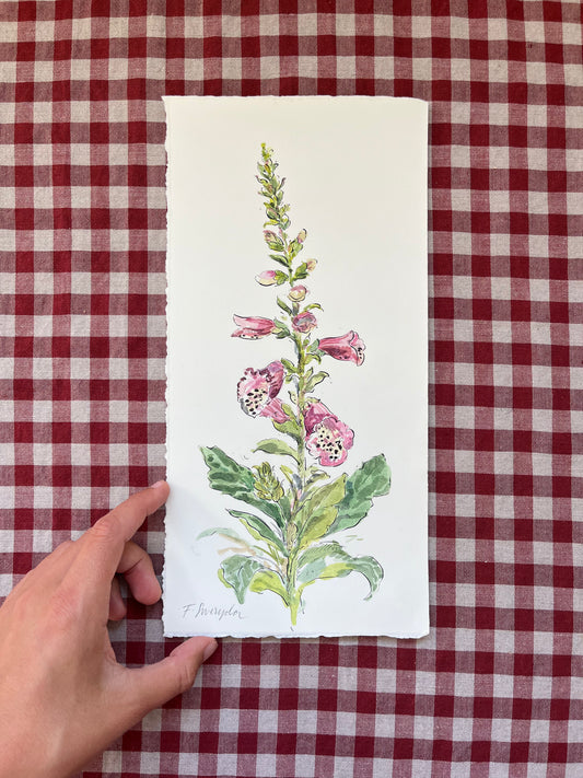 Foxglove Digitalis Tall