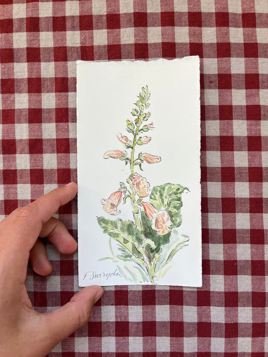 Foxglove Apricot Small