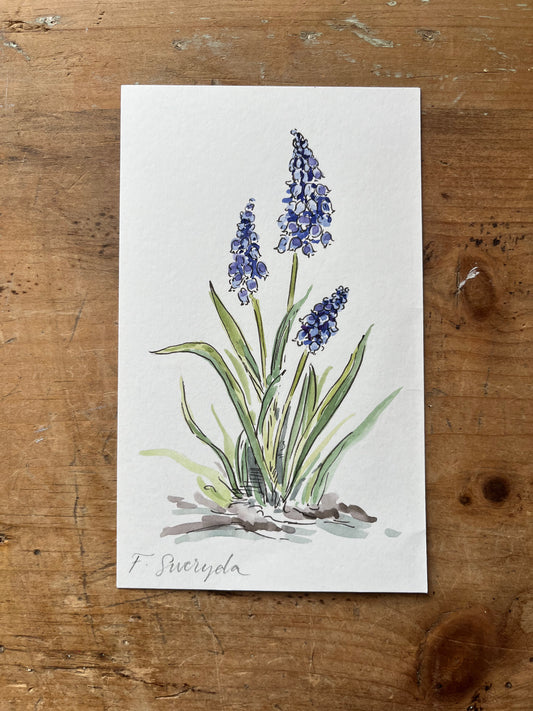 Grape Hyacinth