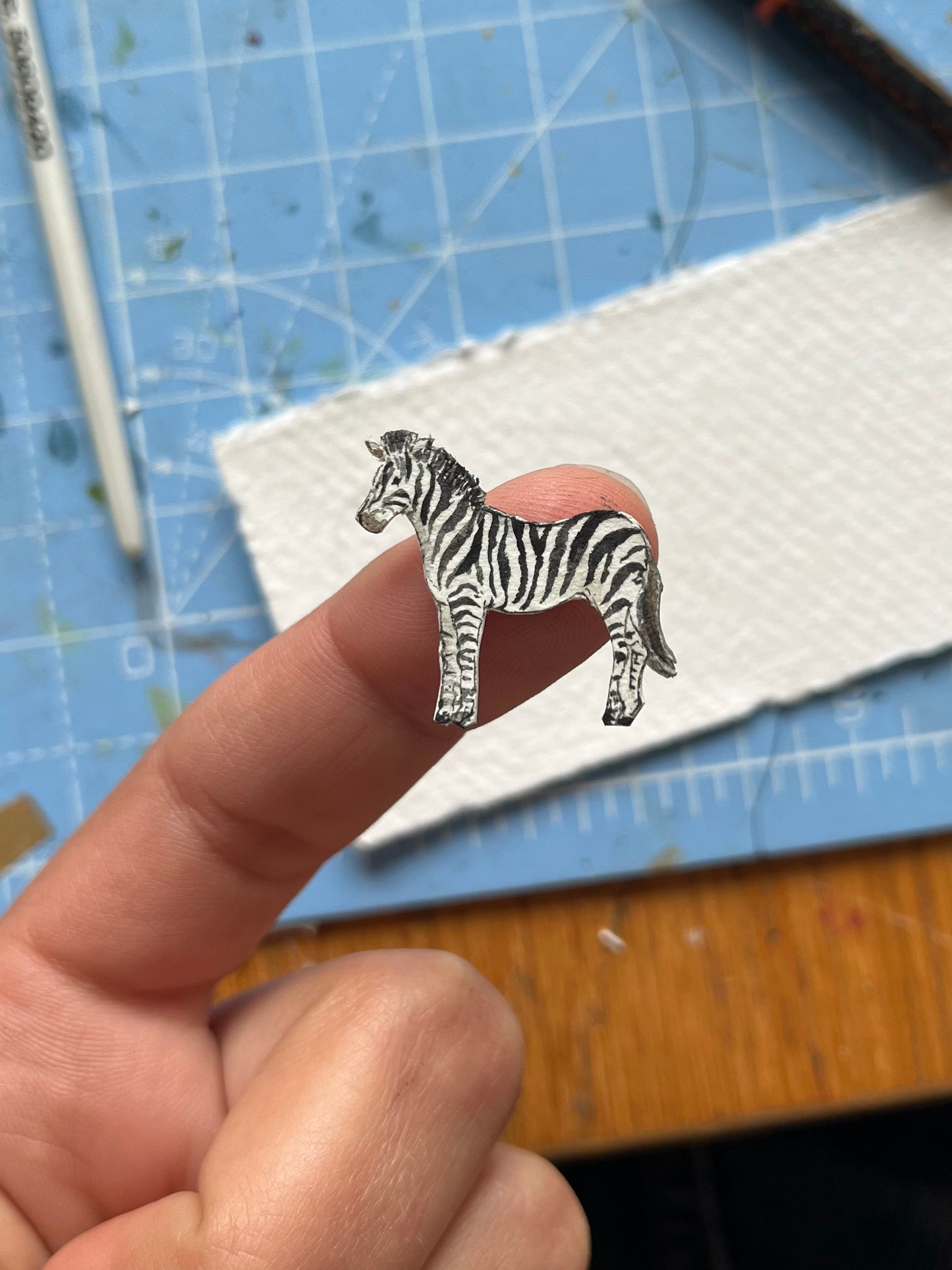 Zebra