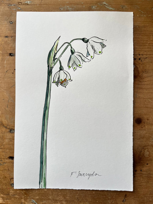 Leucojum