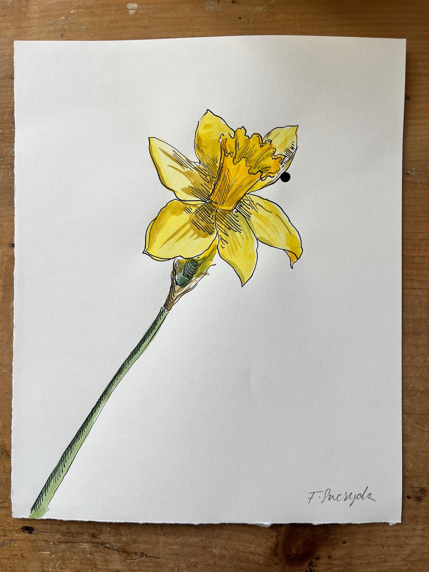 Daffodil  #1