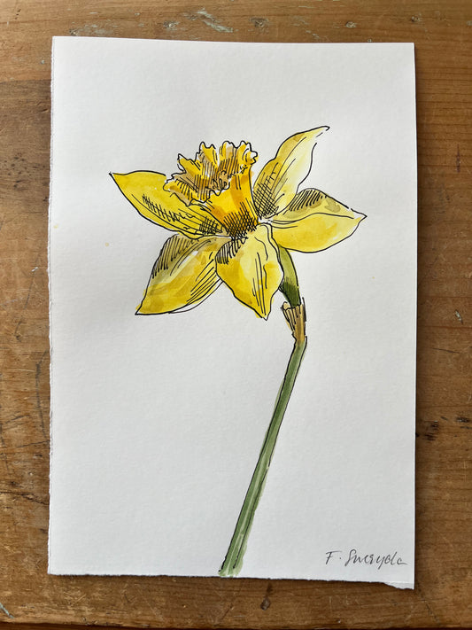 Daffodil  #2