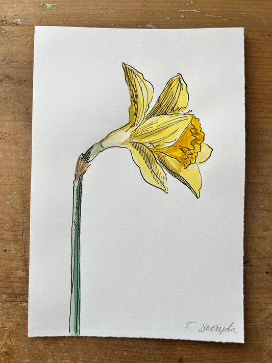 Daffodil  #3
