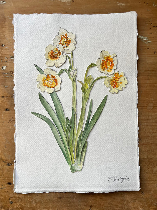 Narcissus